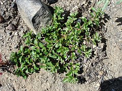 portulaca oleracea